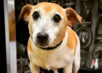 Saltwell Bark Dog Groomers