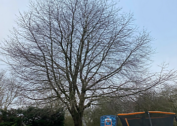 Samuel George Tree Services