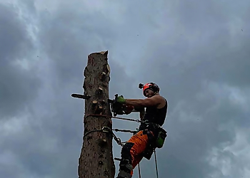 Samuel George Tree Services