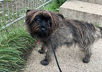 Sandy Lane Kennels And Cattery