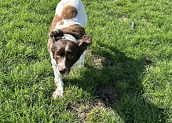 Sandy Lane Kennels And Cattery