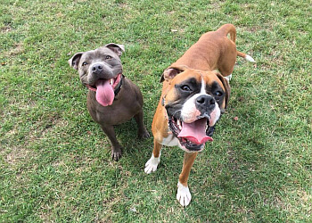 Sandy Paws & Waggy Tails