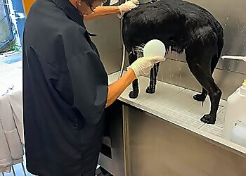 Scallywags Dog Grooming