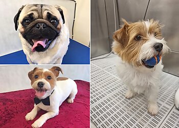 Scallywags Dog Grooming