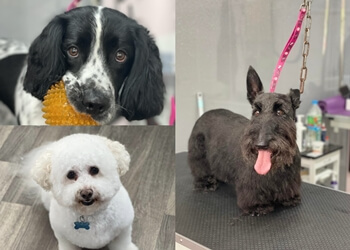 Scallywags Dog Grooming