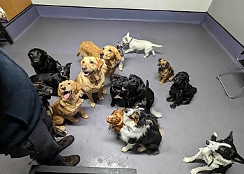 School of Dogs