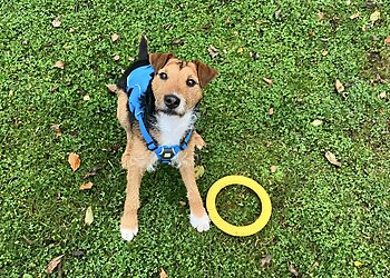 Scotsburn Kennels & Cattery