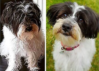 Scruffy Mutts Grooming