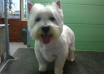 Scruffy Mutts Grooming