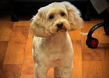 Scruffy Pups Castletown