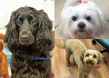 Scruffy Pups Castletown