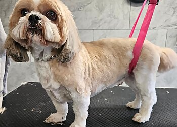 Scrufts Dog Grooming