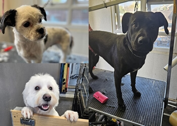 Scrufts Dog Grooming
