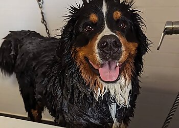Self Service Dog Wash