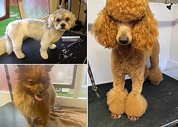 Self Service Dog Wash