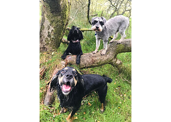 Sentient Dogs Training & Behaviour