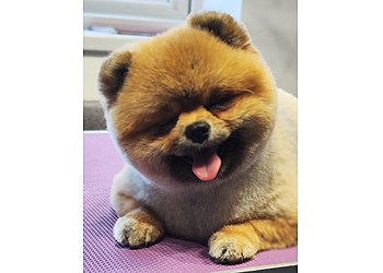 Shabby to CHIC Dog Grooming Carlisle