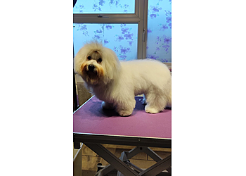 Shabby to CHIC Dog Grooming Carlisle