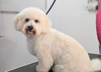 Shampooch Pet Services Ltd