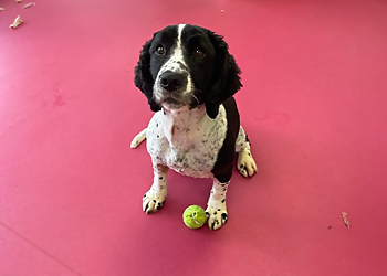 Shampooches Southend