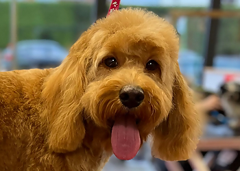 Shampooches Southend