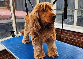 Shampoochies Pet Grooming