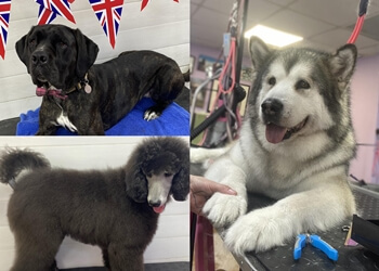 Shampoochies Grooming Parlour