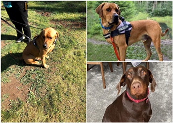 Sheffield Dog School