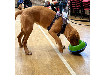 Sheffield Dog Training
