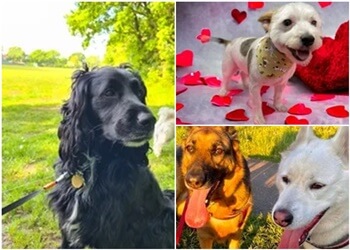 Sheldon Dog Services Ltd.