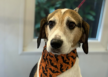 Sherbet Dog Grooming