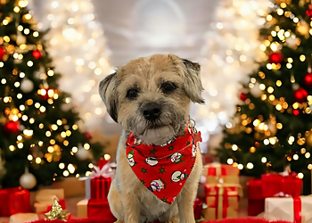 Sherbet Dog Grooming