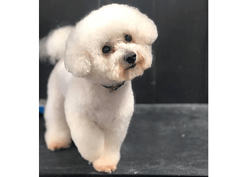Short Bark & Sides Dog Grooming With Daycare