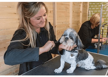Short Bark & Sides Dog Grooming With Daycare