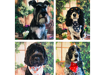 Short Bark and Sides Dog & Cat Grooming