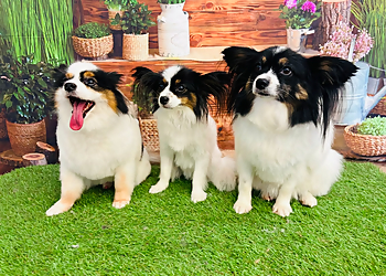 Short Bark and Sides Dog & Cat Grooming 