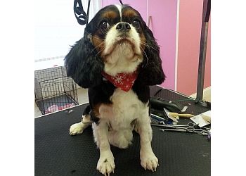 3 Best Pet Grooming in Dudley, UK - Expert Recommendations