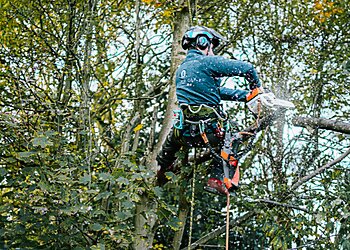 Silver Oak Tree Surgery & Dry Stone Walling