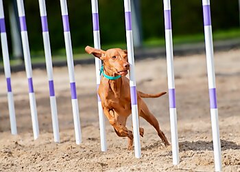 Simply Animals Dog Training and Sports Club