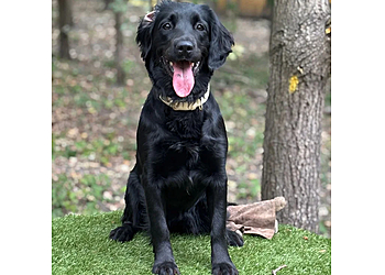 Six Acres Luxury Dog Boarding