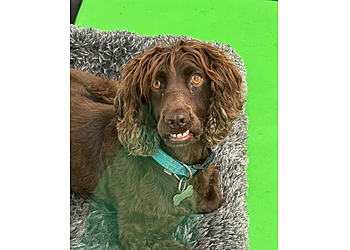 Six Acres Luxury Dog Boarding