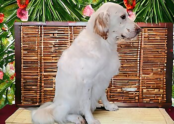 Sleek & Chic Dog Groomers