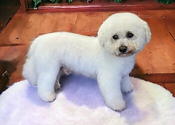 Sleek & Chic Dog Groomers