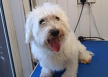 Smart Paws Professional Dog Grooming