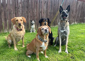 Snack Leader Dog Training