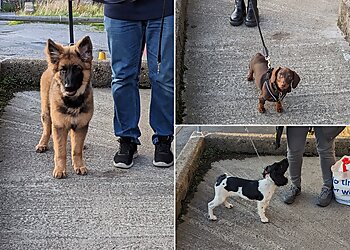 Social Behaviour Dog Training