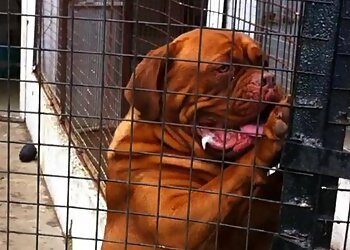 Solwol Boarding Kennels & Cattery