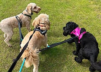 Somersday Dog Walking Services