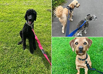 Somersday Dog Walking Services