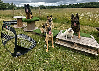 Southstaffdogs